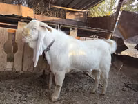 公山羊, Gulabi goats — 照片 7