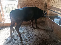 Toro, Aberdeen-Angus — foto 3