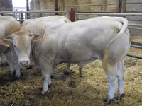 ثور, Blonde d’Aquitane cattle — الصورة 3