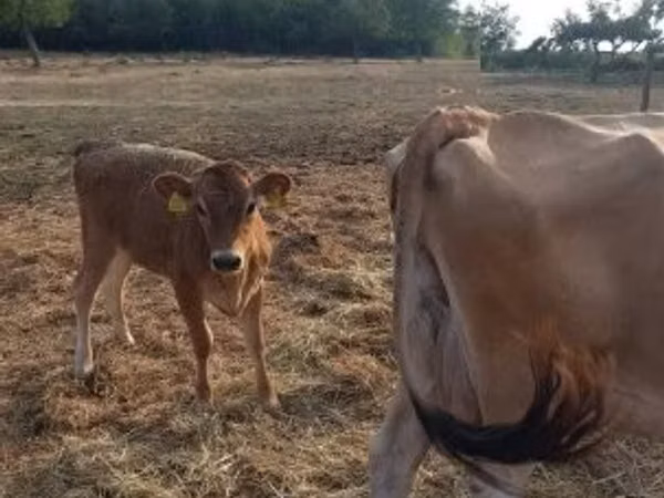 Sigir, Jersey zotasi