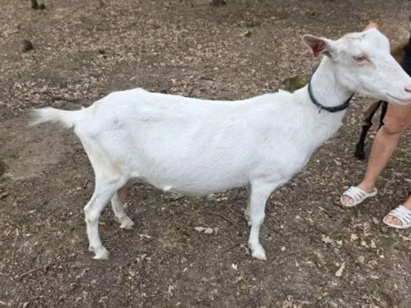 Capră, Saanen goat