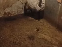 भेड़, Romanov sheep — फ़ोटो 2
