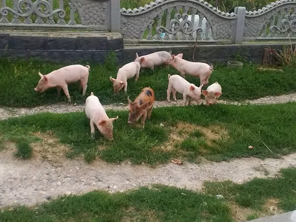 Eber, Schweine — Republik Moldau