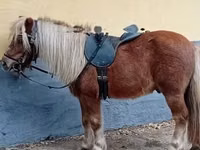 Hengst, Shetland Pony — Foto 2