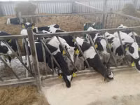 Bovine (lot, sex nespecificat), Aberdeen-Angus — foto 6