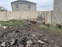 母羊, Sheep — 照片 1