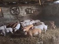 Säue, Schweine — Foto 3