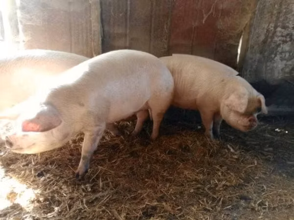 母猪, Pigs