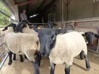 母羊, White Suffolk sheep — 照片 3