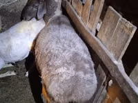 Qoyun, Adal sheep — foto 3