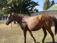 Stute, Kazakh horse — Foto 5