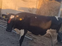 بقرة, الياك البري — الصورة 1