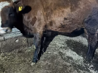 Kuh, Russian Black pied cattle — Foto 4
