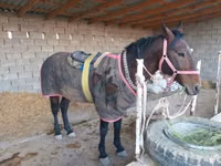 At, Karabakh horse — foto 3