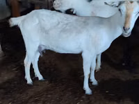 Capră, Saanen goat — foto 2