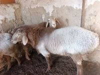 أغنام (دفعة، الجنس غير محدد), Arashan sheep — الصورة 5