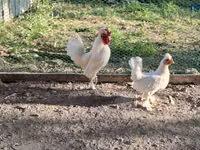 Chickens — photo 2