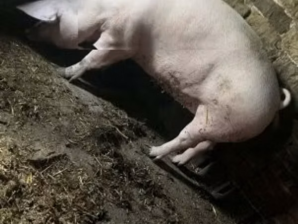 Säue, Schweine