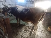 Cow, Cattle — photo 1