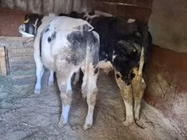 Bou, Belgian Blue