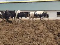 Vacă, Russian Black pied cattle — foto 1