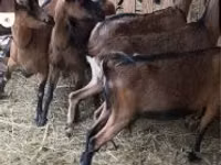 Oaie, Alpines Steinschaf sheep — foto 1