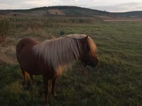 فرس, Australian Pony — الصورة 1