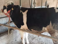 Bou, Russian Black pied cattle — foto 3