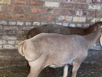 Ovelha, Edilbay sheep — foto 2