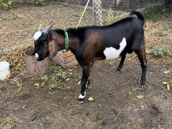 Ziegenbock, Nubian Goat — Republik Moldau