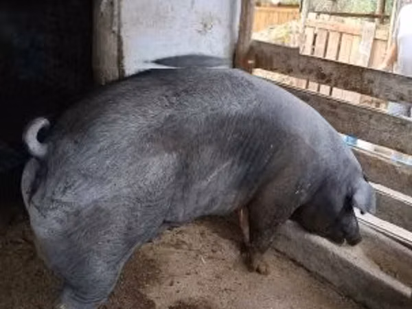 Säue, Schweine