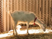 Capre (lot, sex nespecificat), Pomellata goat — foto 8