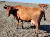 Cow, Cattle — photo 1
