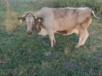 Vacă, Bovine — foto 1