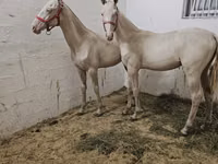حصان, Akhal-Teke — الصورة 4