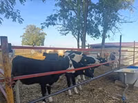 بقرة, Russian Black pied cattle — الصورة 5