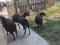 نعجة, Ouessant sheep — الصورة 2