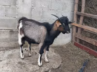 Țap, Nubian Goat — foto 3