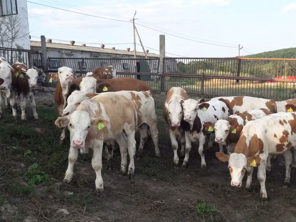 Bulle, Simmental cattle