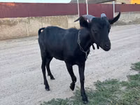公山羊, Murcia-Granada goats — 照片 2