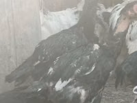 مالاي غيم — الصورة 4