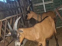 Ziegenbock, Ziegen — Foto 1