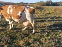 İnək, Simmental cattle — foto 3