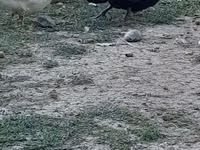 Avstraliya Ləkəli — foto 1