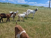 Ziege, Nubian Goat — Foto 4