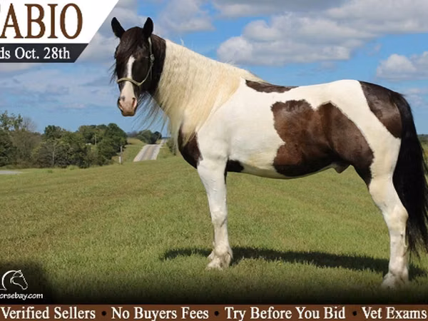 公马, Gypsy horse