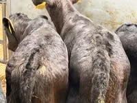 Bovins (lot, sexe non indiqué), Simmental cattle — photo 7