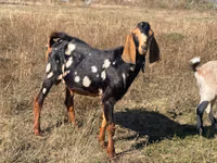 Keçi, Nubian Goat — foto 1