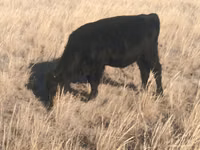 ثور, Swiss cattle — الصورة 4