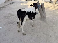Bou, Bovine — foto 2